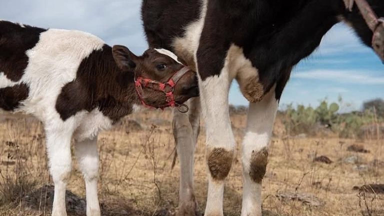 Preocupante situación viven lecheros del Valle del Yaqui por efectos de la sequía