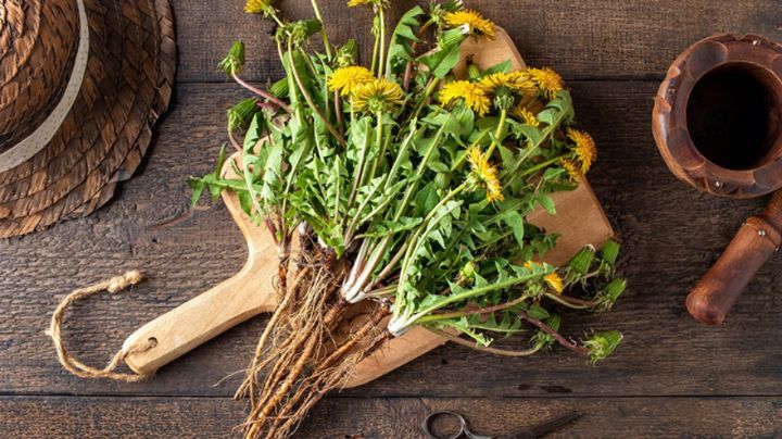 Elimina cálculos biliares de forma natural con esta hierba avalada por el INPI