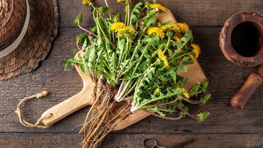 Elimina cálculos biliares de forma natural con esta hierba avalada por el INPI