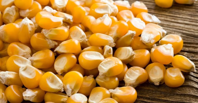 El maíz congelado mejora su biodisponibilidad de antioxidantes