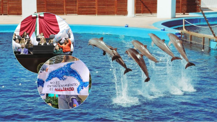 No más espectáculos con mamíferos marinos; Cámara de Diputados prohíbe delfinarios
