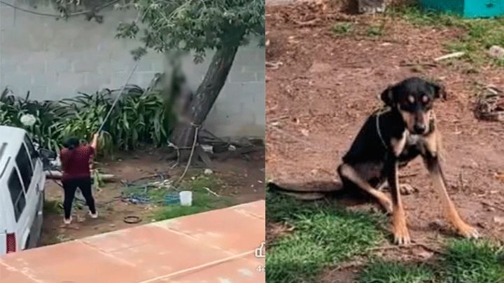Indignación en Hidalgo: Mujer es captada ahorcando a perrito; vecinos exigen castigo