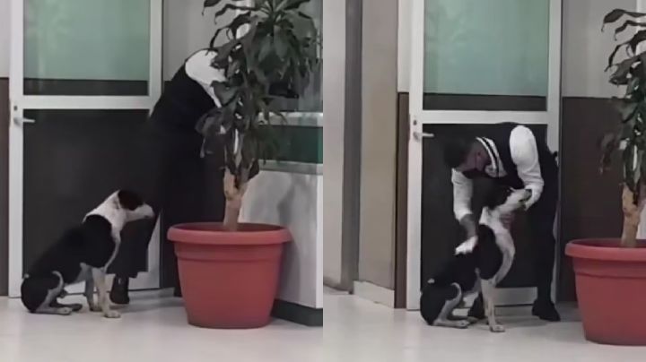 Guardia de seguridad del IMSS resguarda a perrito callejero en Pachuca en acto de empatía