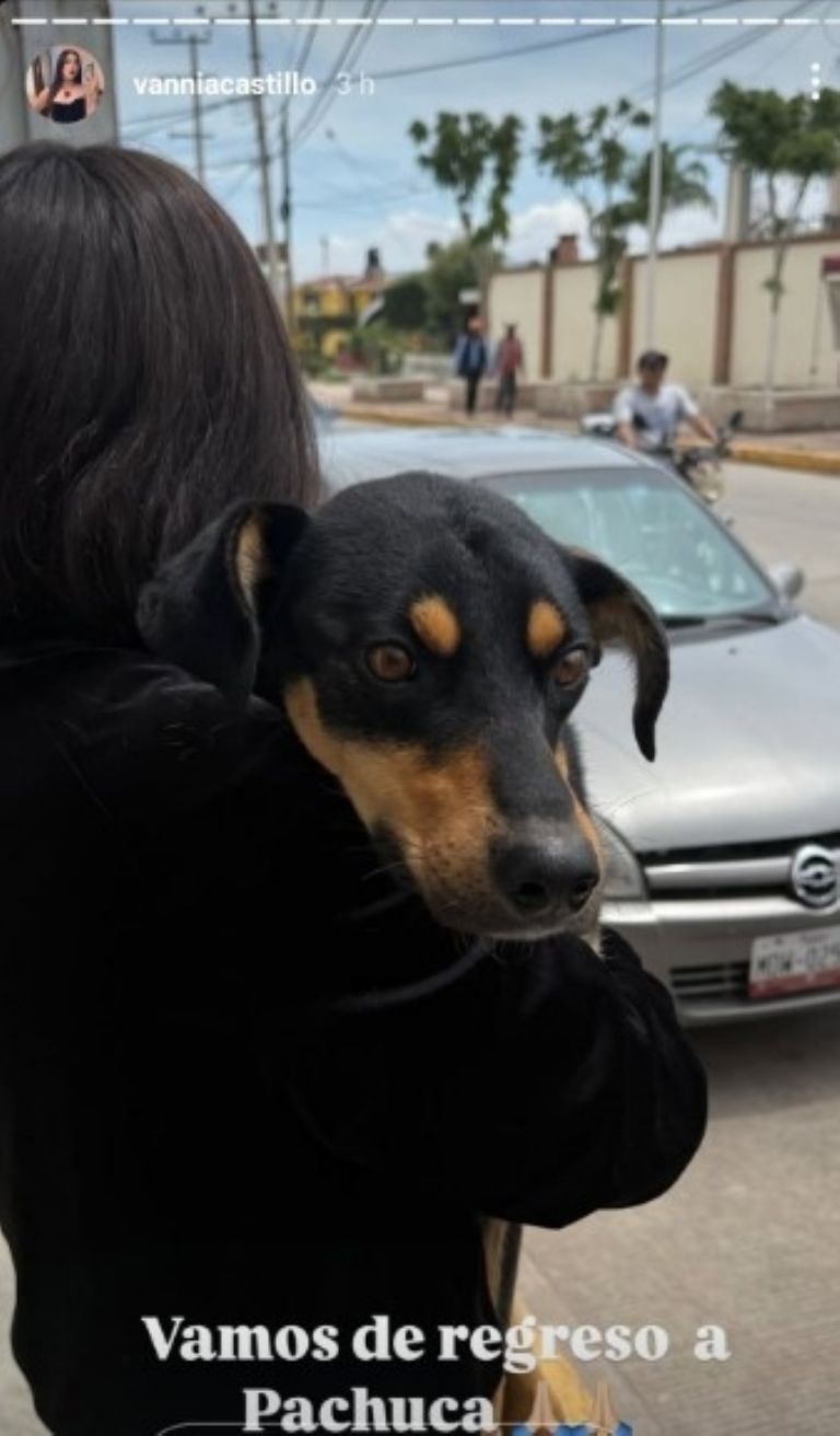 Una activista confirmó que la perrita está a salvo 