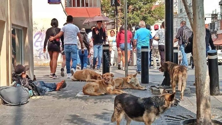 La ciudad de Pachuca enfrenta un creciente problema de sobrepoblación de animales en situación de calle