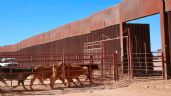 Foto ilustrativa de la nota titulada ¡Es oficial! Reabrirán estación de exportación de ganado en Agua Prieta, Sonora, el 7 de julio