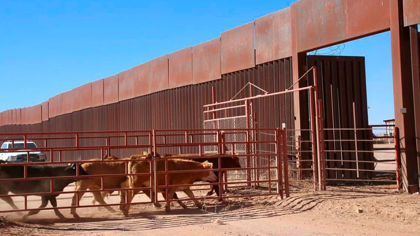 ¡Es oficial! Reabrirán estación de exportación de ganado en Agua Prieta, Sonora, el 7 de julio