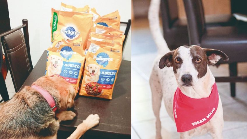 Hermosillo: Kuaan Mani, un colectivo que por amor rescata y alimenta a perros callejeros