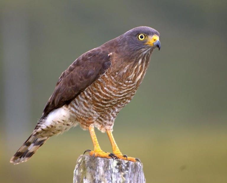 La presencia de gusano barrenador se está presentando en aves silvestres