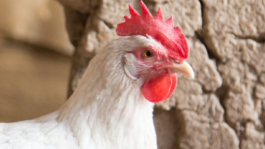 Gusano barrenador afecta a aves domésticas, se tienen registrados 390 nuevos brotes