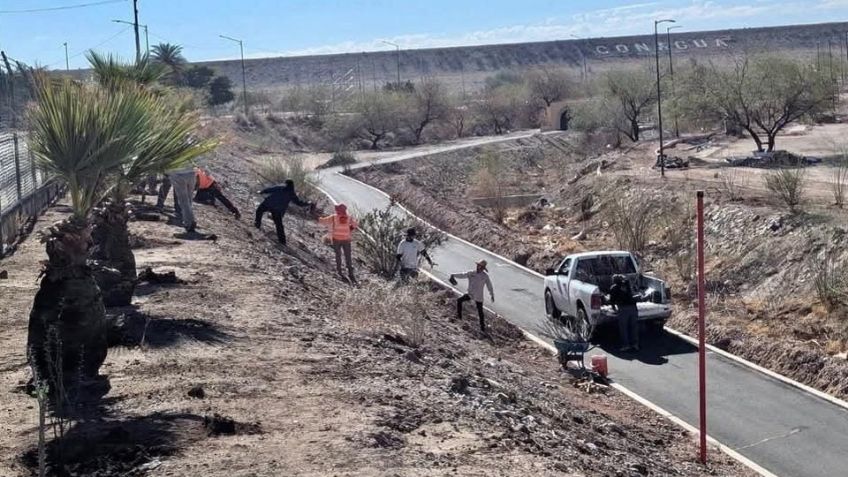 Hermosillo: Siembran 50 ocotillos alrededor de La Sauceda a manera de cerco vivo