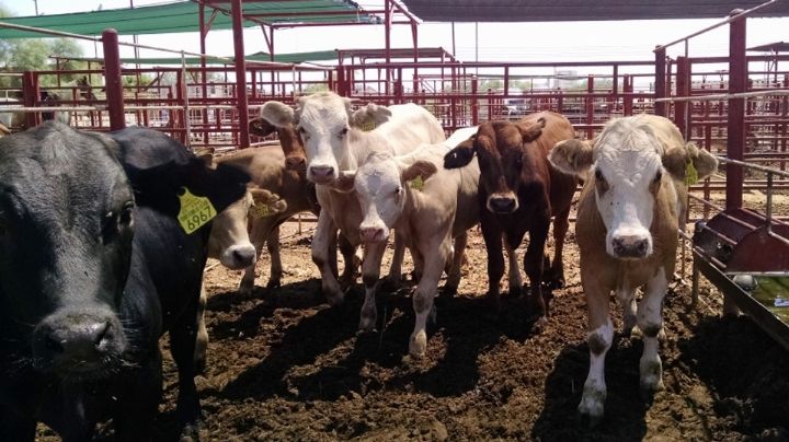 Subastas ayudan a subsanar pérdidas de ganaderos sonorenses tras cierre de frontera