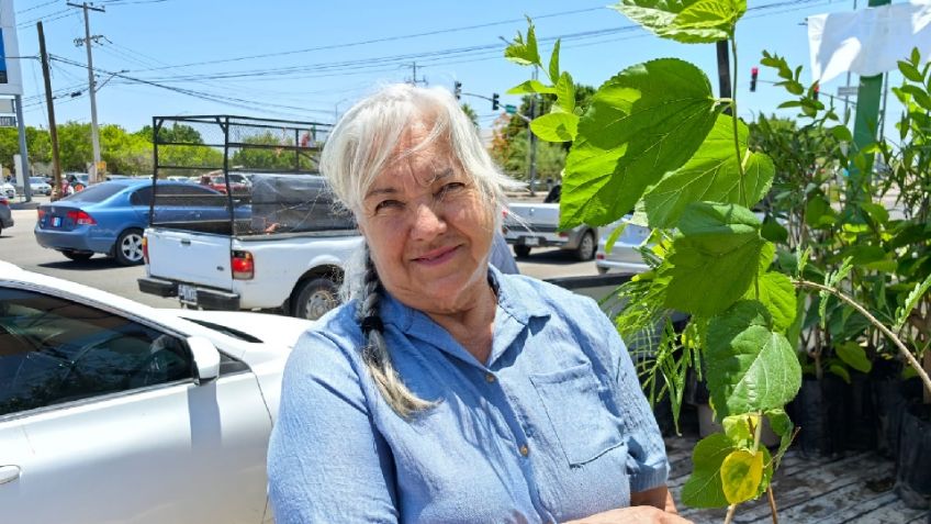 Buenas noticias: Miles de árboles están siendo adoptados por cajemenses