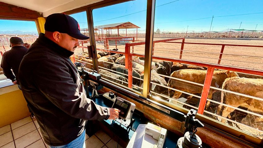 ¿Cuándo se abrirá la exportación de ganado desde Nogales? Sader afirma trabajar en ello