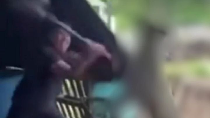 Crueldad animal: Joven mata a perro a palazos y graba el acto en Michoacán