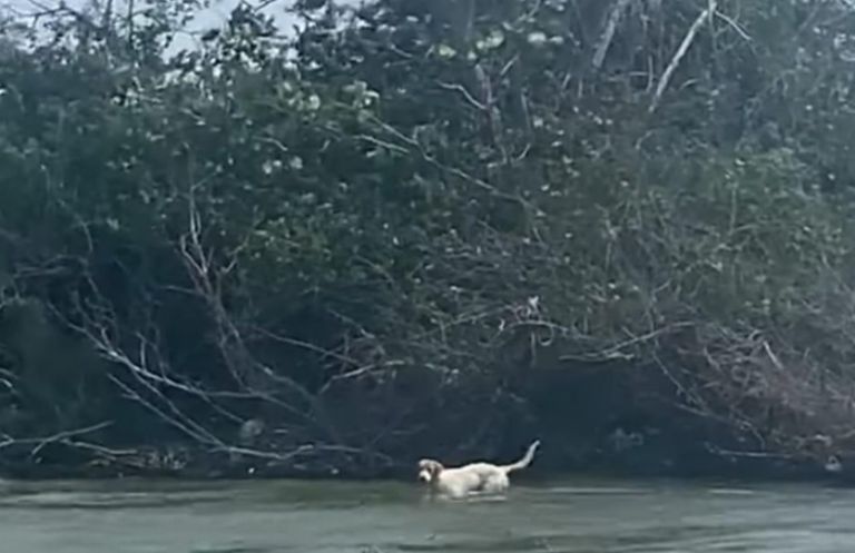 Abandonan perros en Islote de la ciudad de Alvarado, Veracruz