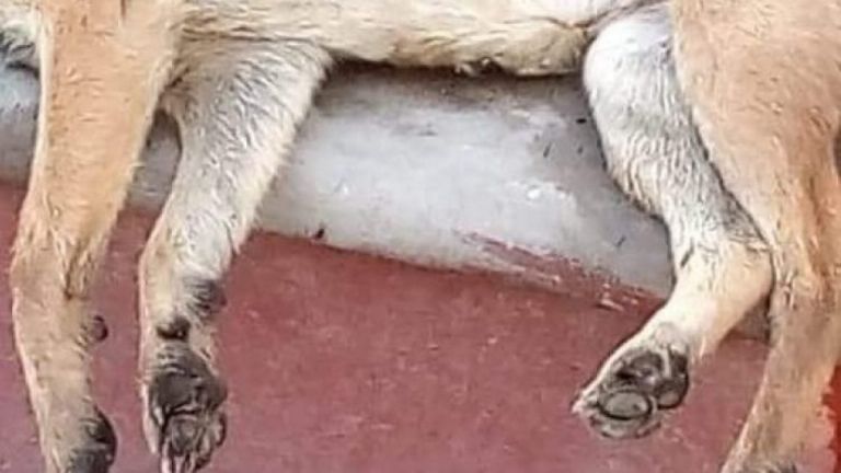 Crueldad animal Joven mata a perro a palazos y graba el acto en Michoacán