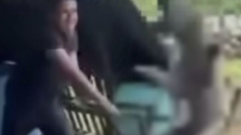 Crueldad animal Joven mata a perro a palazos y graba el acto en Michoacán