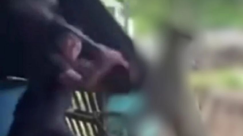 Crueldad animal: Joven mata a perro a palazos y graba el acto en Michoacán