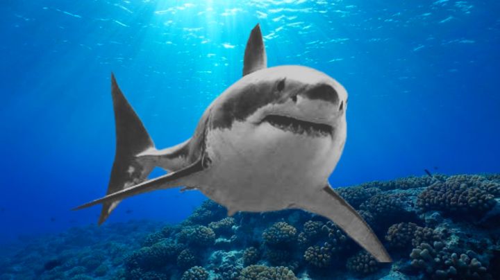 Día Mundial de los Tiburones: La importancia de estos animales marinos en los ecosistemas