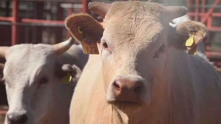 Ganaderos del Valle del Yaqui piden blindaje zoosanitario y reapertura de frontera
