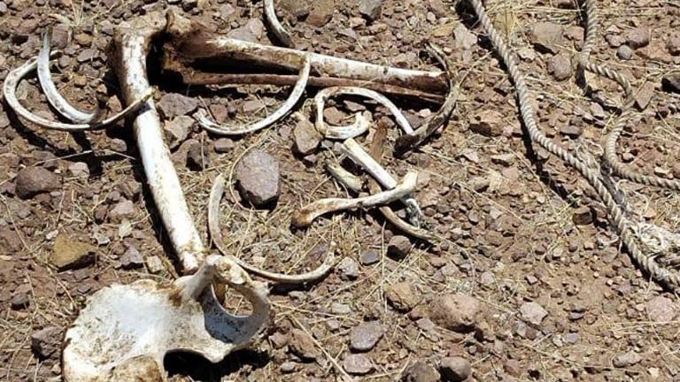 Buscadoras de Nogales localizan restos humanos semienterrados