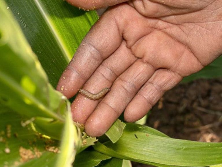 Así luce el gusano barrenador