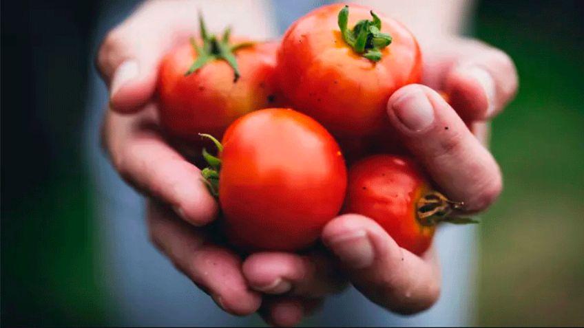 Ya entró en vigor el arancel de EU al jitomate mexicano; ¿qué implica para México?