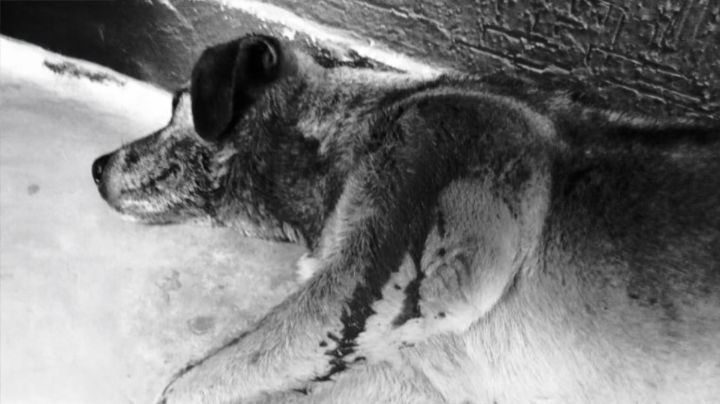 Ni ellos se salvan: Le disparan a perrita y le provocan grave lesión en Ciudad Obregón