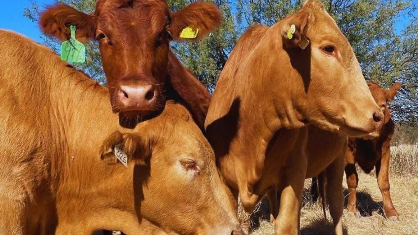 Sonora podría exportar ganado antes que otras entidades; esto dicen autoridades ganaderas