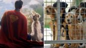 Foto ilustrativa de la nota titulada Mascotas encuentran hogar gracias a Krypto tras el estreno de la nueva película de 'Superman'