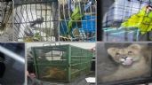 Foto ilustrativa de la nota titulada Profepa: Aseguran 19 animales exóticos en operativo contra huachicol en Edomex y Querétaro