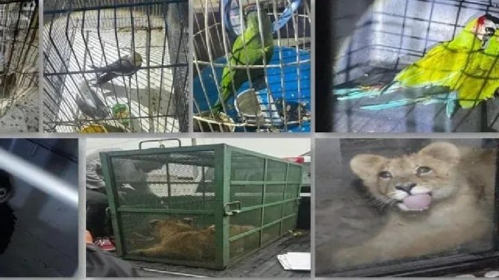 Profepa: Aseguran 19 animales exóticos en operativo contra huachicol en Edomex y Querétaro