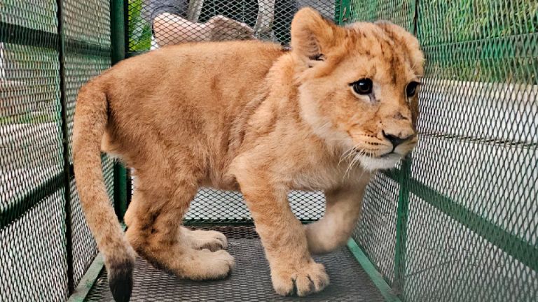 Profepa Aseguran 19 animales exóticos en operativo contra huachicol en Edomex y Querétaro