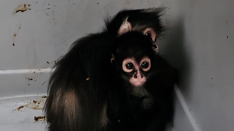 Profepa Aseguran 19 animales exóticos en operativo contra huachicol en Edomex y Querétaro