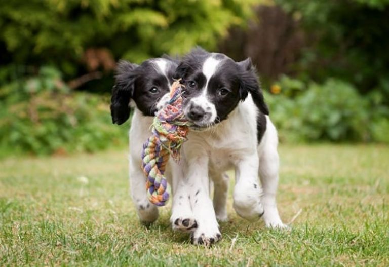 La adopción salva vidas 