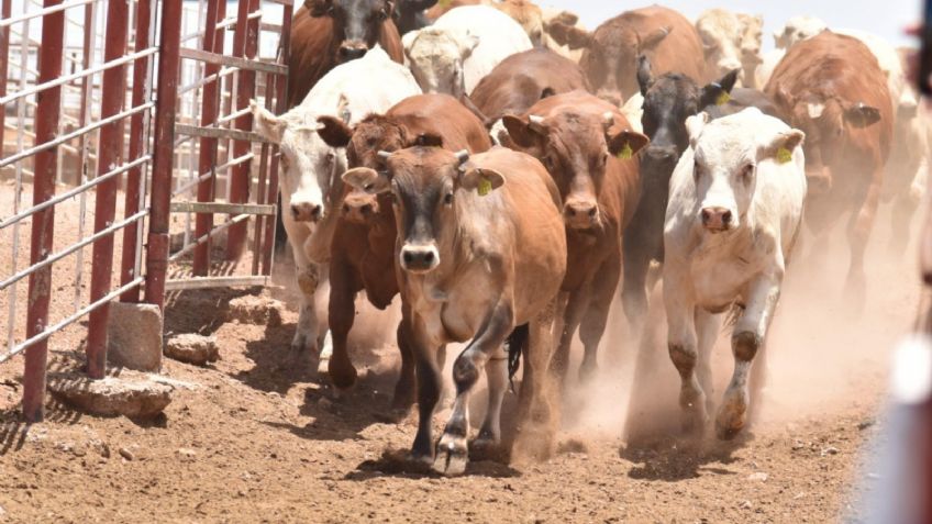 Navojoa: Sequía OBLIGA a productores ganaderos de la región del Mayo a abandonar la actividad