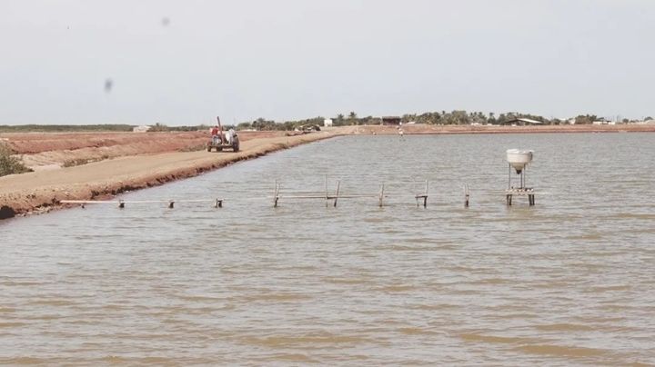 Sonora: Acuicultores esperan superar la producción del 2024 y la barrera de las 100 mil toneladas