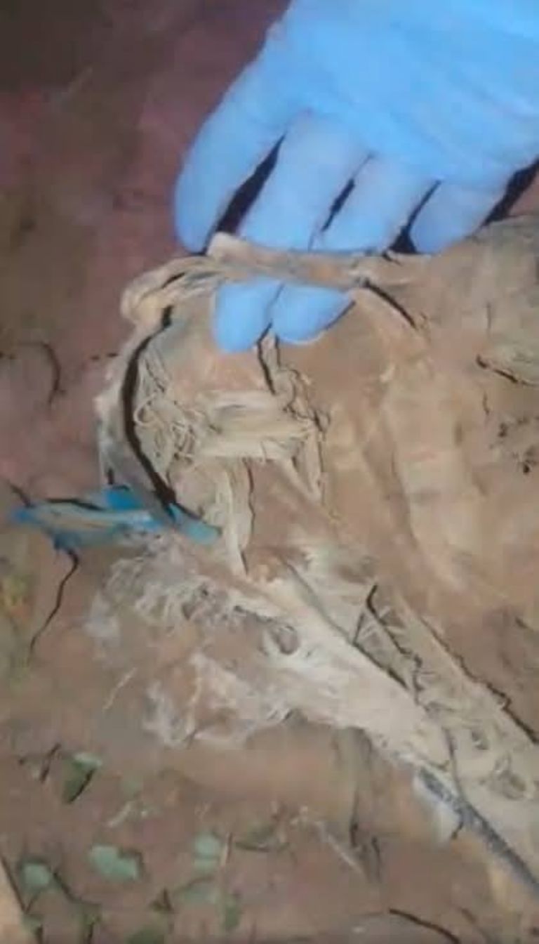 El hallazgo ocurrió la tarde de este lunes en el sur de Sonora. Foto: Facebook