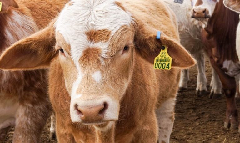 No hay ningún caso en Sonora 