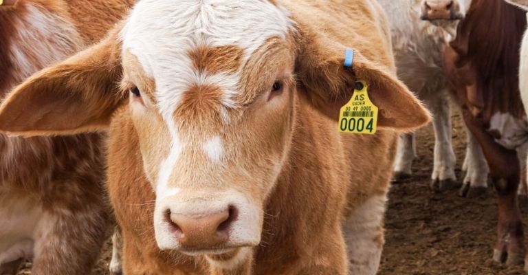 El gusano barrenador afecta al ganado