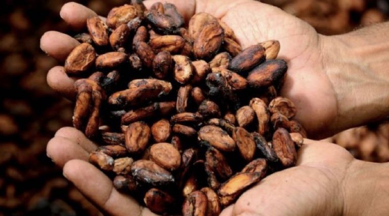 Te decimos todo sobre el Día Mundial del Cacao. Foto: Internet