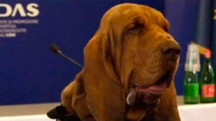 Perro policía muere tras ser alimentado con clavos; la indignación estalla en Italia