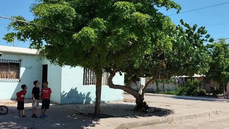 Regidores impulsan Reglamento del Árbol en Cajeme ante talas y podas indebidas