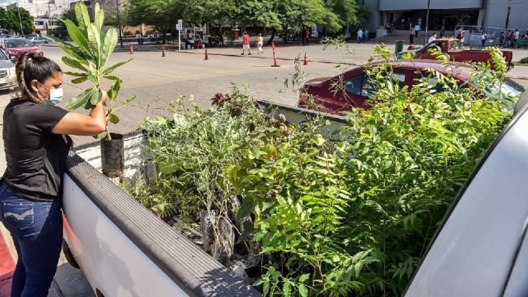 Regidores impulsan Reglamento del Árbol en Cajeme ante talas y podas indebidas