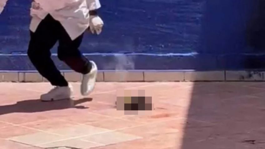 Indignación en Guanajuato: Universitarios graban muerte de gatito amarrado a pirotecnia