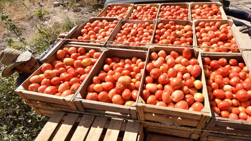Tras ruptura de acuerdo con EU: México regula precios de tomate exportado