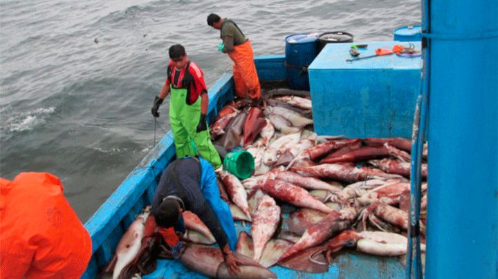 Sonora: Calamar gigante regresa a Guaymas tras dos meses, pero no hay compradores