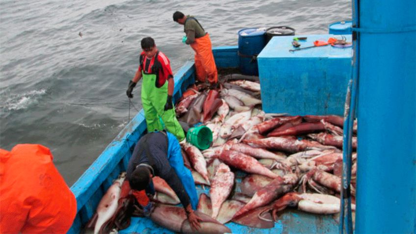 Sonora: Calamar gigante regresa a Guaymas tras dos meses, pero no hay compradores