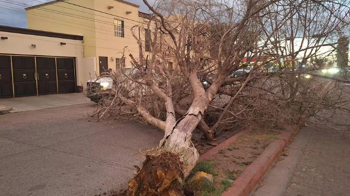 Fuertes vientos derriban árboles y cableado en Ciudad Obregón; recomiendan poda preventiva